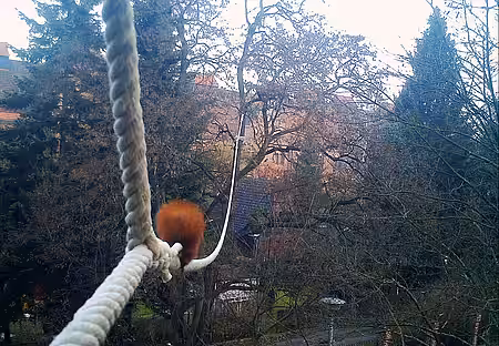 Eichhörnchen auf dem Seil 