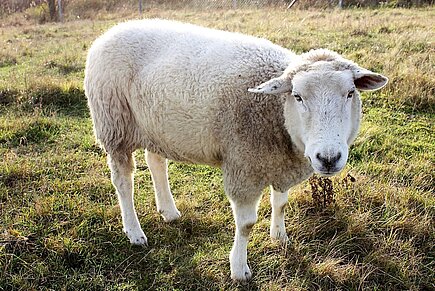 Schaf auf Weide Schaf auf Weide