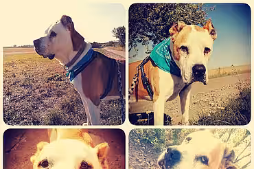 Hund Bolle Hund Bolle