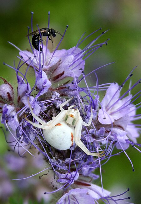 Spinne auf eine Blume