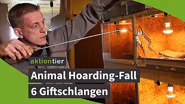 aktion tier: Animal Hoarding-Fall mit 6 Giftschlangen