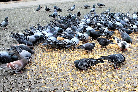 Wenn gefüttert wird, dann bitte nur mit artgerechtem Körnerfutter und nie mit Brot oder Ähnlichem