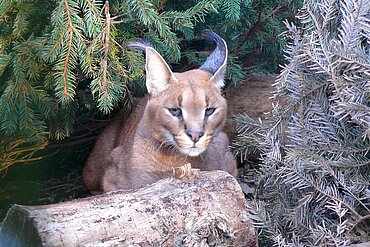 Wüstenluchs in der aktion tier Wildtierstation Sachsenhagen