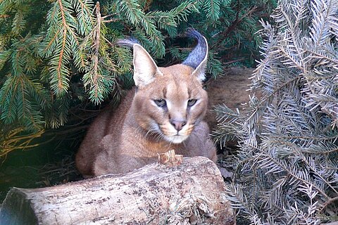 Wüstenluchs in der aktion tier Wildtierstation Sachsenhagen