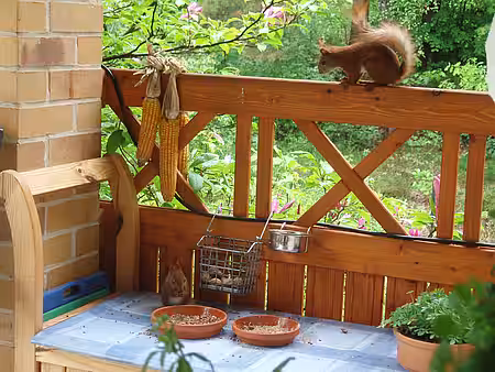 Eichhörnchen an einer Futterstelle der aktion tier Eichhörnchenhilfe 