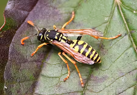 Französische Feldwespe (Polistes dominulus)