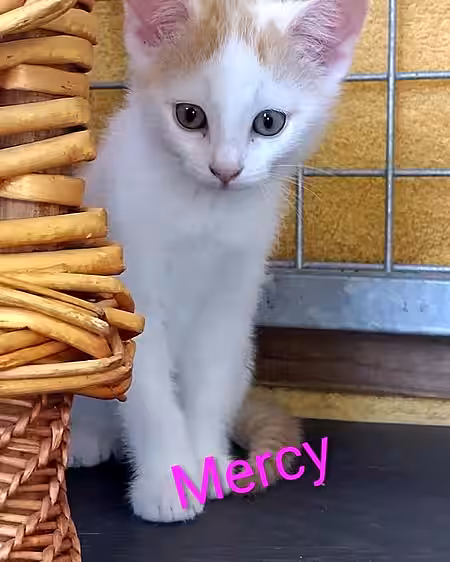 Kitten Mercy Kitten Mercy