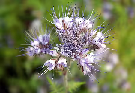 Phacelia, Bienenweide. Phacelia, Bienenweide.