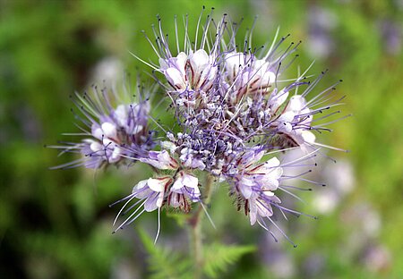 Phacelia, Bienenweide.