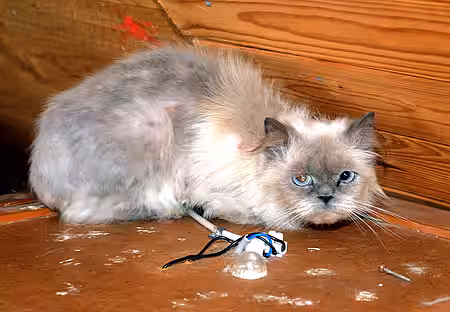 Katze im Haus von Heike B.