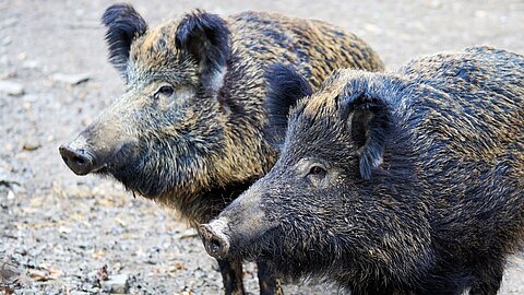 Wildschweine