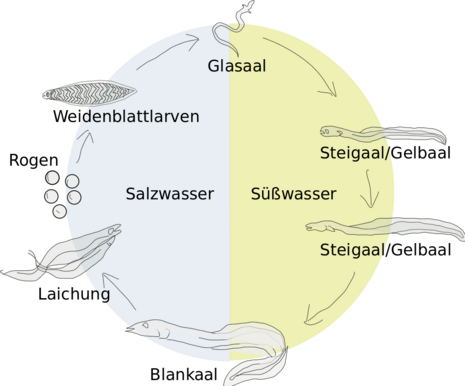 Lebenskreislauf des Aals