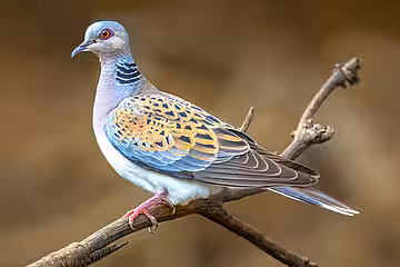 Turteltaube (Streptopelia turtur).