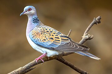 Turteltaube (Streptopelia turtur).