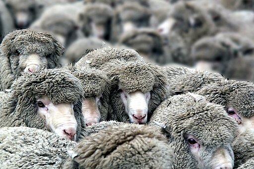In Australien leben über 100 Millionen Schafe.