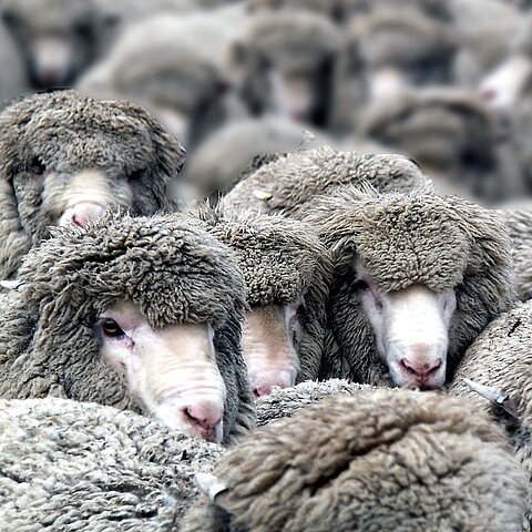TODSCHICK - So viel Tierleid steckt in Kleidung