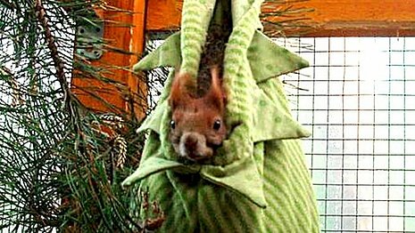 Die Hörnchen lieben die bereitgestellten Hängesäckchen.