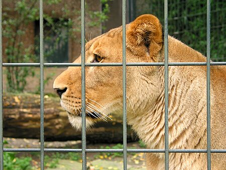 Eine artgerechte Haltung von Wildtieren in Gefangenschaft ist nicht möglich.