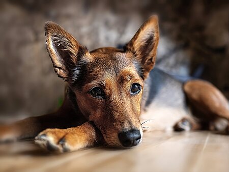 Mischlingshund. Mischlingshund.