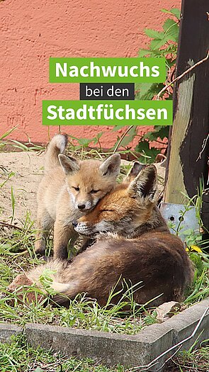 Die Stadtfüche haben Nachwuchs.