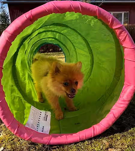 Auch der Tunnel ist mit Keksen eine tolle Sache. Auch der Tunnel ist mit Keksen eine tolle Sache.