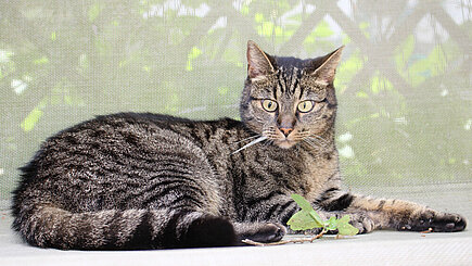 Katzen leiden häufig an Obstipation, also sprich an Verstopfung. Foto: © aktion tier e.V.