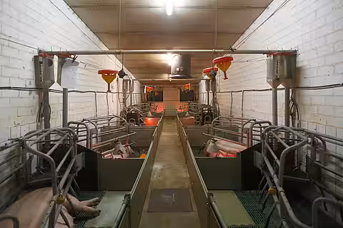 Zuchtsauen in Kastenständen