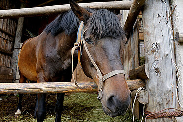 Pferd im Stall 