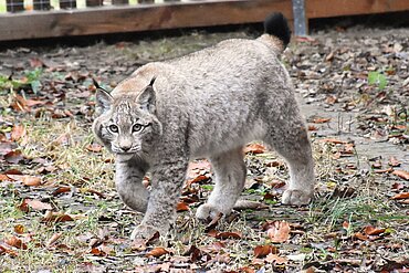 Junger Luchs