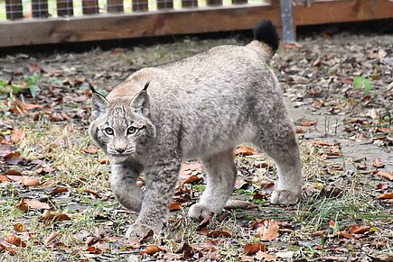 Junger Luchs