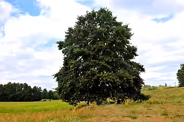 Einzelbaum in der Natur. 