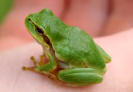 Europäischer Laubfrosch (Hyla arborea).