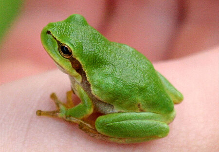 Europäischer Laubfrosch (Hyla arborea).