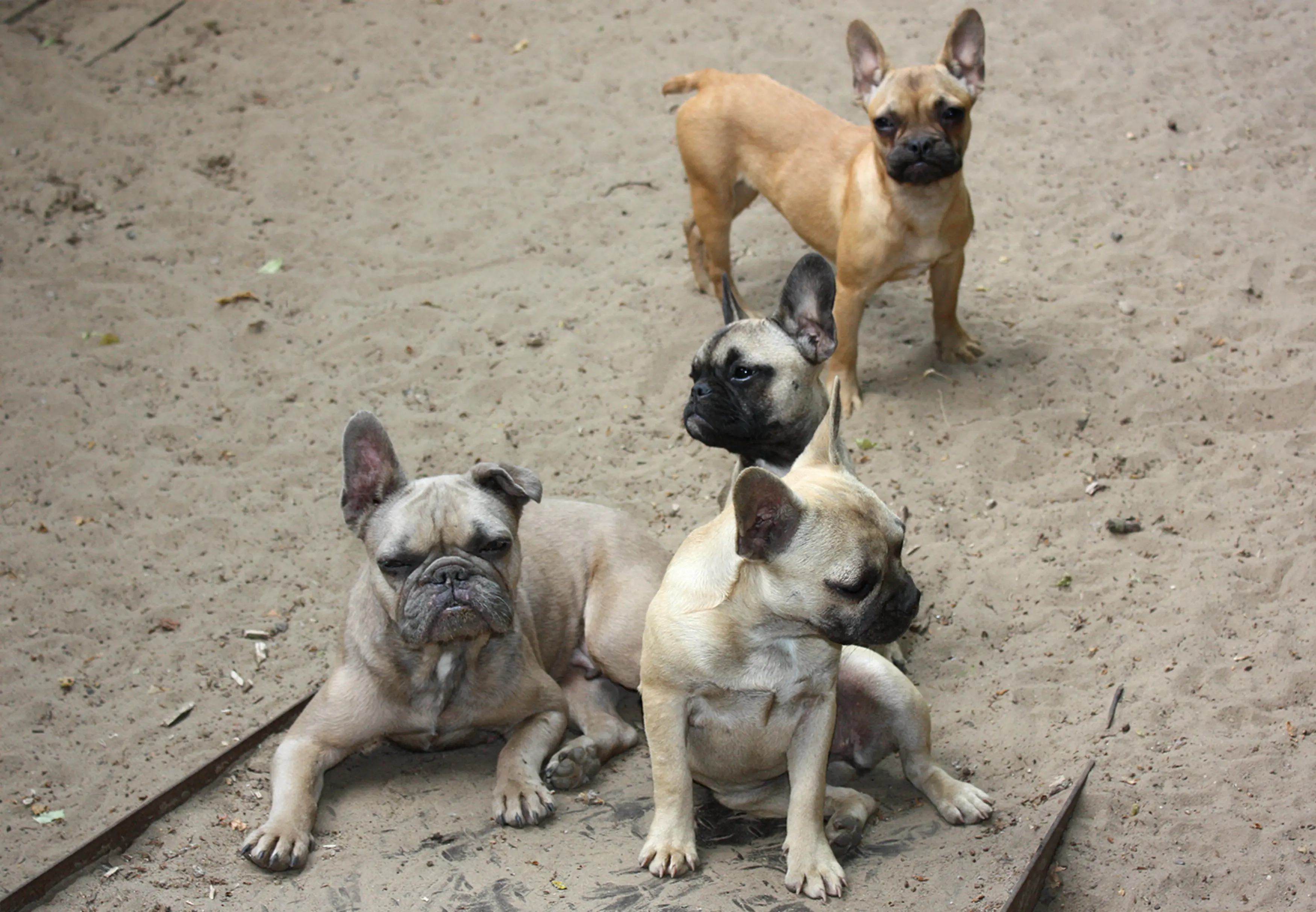 Folgen von Qualzuchten - Was Französische Bulldoggen krank macht