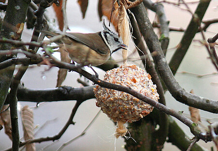 Haubenmeise an Futterknödel.