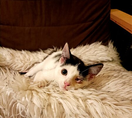 Katzenkind Pia