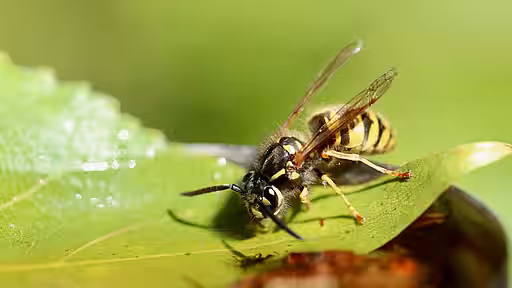 Wespenstiche können für Allergiker lebensgefährlich sein. Wespenstiche können für Allergiker lebensgefährlich sein.