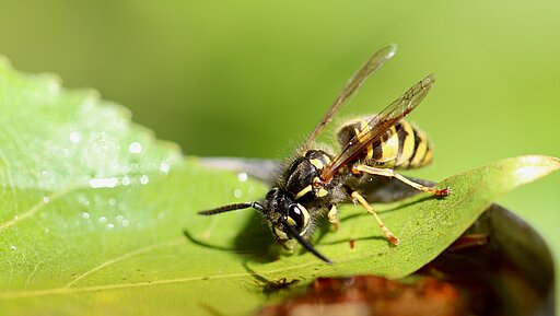 Wespenstiche können für Allergiker lebensgefährlich sein.