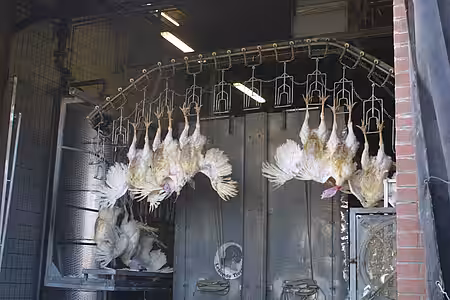Die lebenden Puten werden hängend befestigt, um anschließend in siedend heißes Wasser getaucht zu werden.