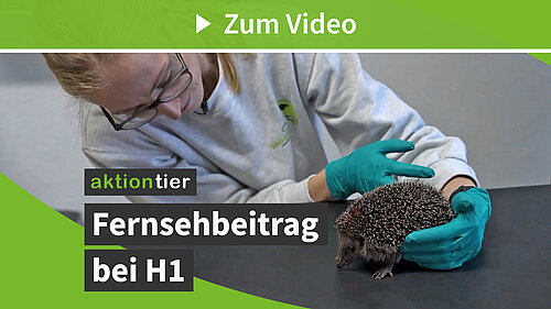  H1 Fernsehbeitrag über das Igelzentrum Niedersachsen