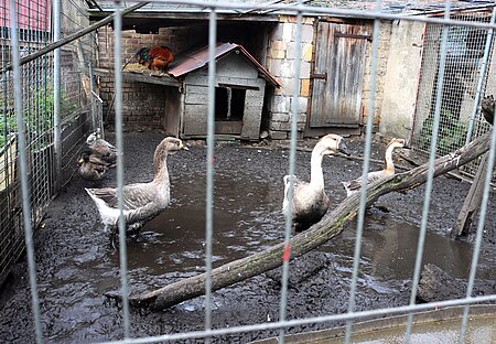 Hier leben 4 Pommerngänse, 3 Laufenten und 4 Hühner auf engstem Raum in Matsch und Dreck