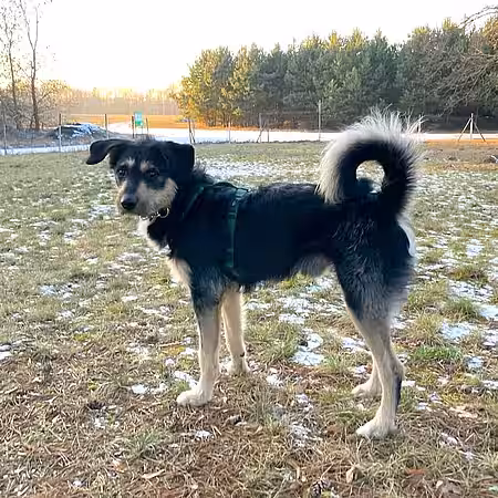 Fundhund Nico Fundhund Nico