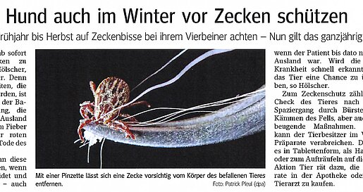 Neue Beißer tachen auf: Hund auch im Winter vor Zecke schützen - Main Echo - Aschaffenburg