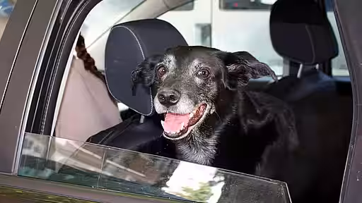 Tiere im Sommer bitte nicht im Auto lassen. Das Auto heizt sich schnell auf über 40 Grad auf. Lebensgefahr! Tiere im Sommer bitte nicht im Auto lassen. Das Auto heizt sich schnell auf über 40 Grad auf. Lebensgefahr!