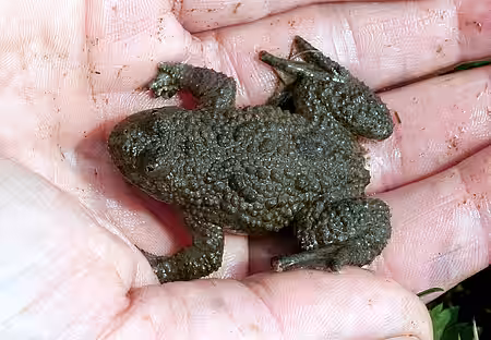 Gelbbauchunke (Bombina variegata) Gelbbauchunke (Bombina variegata)