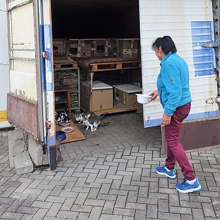 Straßenkatzen werden gefüttert