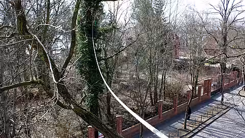 Das aktion tier Eichhörnchenseil über dem Berliner Müggelseedamm Das aktion tier Eichhörnchenseil über dem Berliner Müggelseedamm