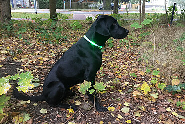 Hund mit Leuchthalsband 