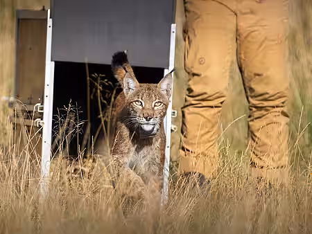 Derselbe Jungluchs bei der Auswilderung im August 2024 im Nationalpark Harz. 