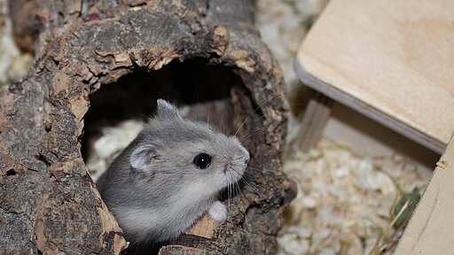 Hamster schaut aus einer Baumhöhle.